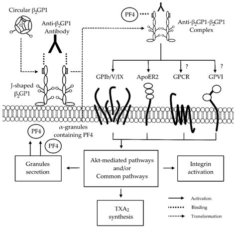 anti beta 2 glycoprotein